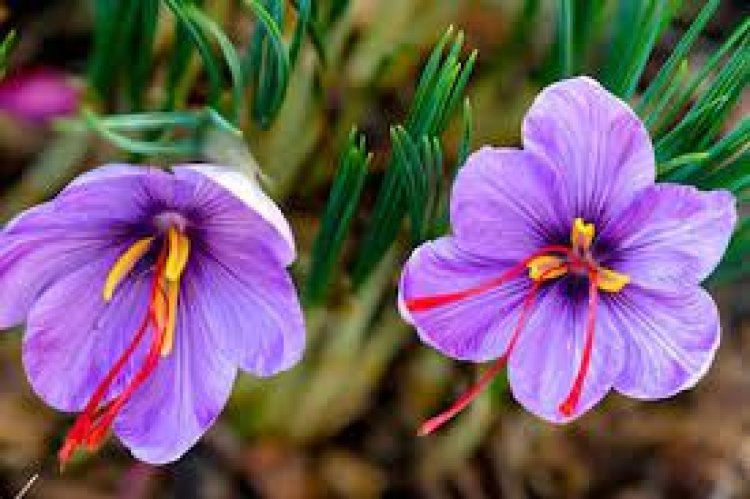 Yuk, Kenalan dengan Saffron