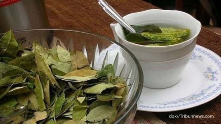 Manfaat Daun Salam untuk Menurunkan Gula Darah: Keajaiban Alami dari Dapur