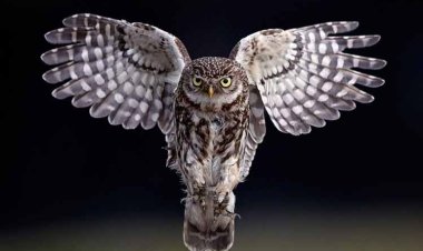 Kisah Burung Hantu yang Ingin Terbang Tinggi