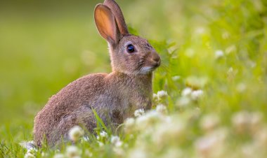 Kelinci Pemberani dan Misteri Terowongan Hutan