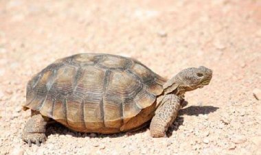 Siri, Si Kura-kura yang Cepat