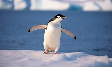 Penguin Pemberani dari Kutub Selatan