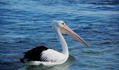 Anak Burung Pelikan dan Lautan Luas