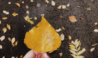 Serenada di Balik Daun Jatuh