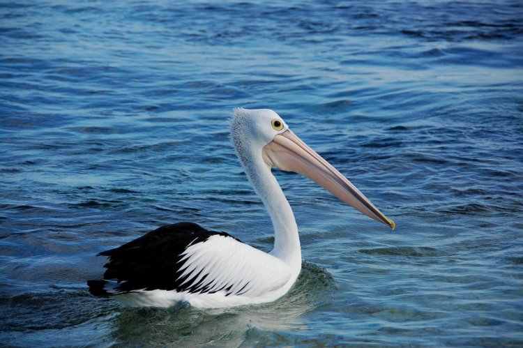 Anak Burung Pelikan dan Lautan Luas