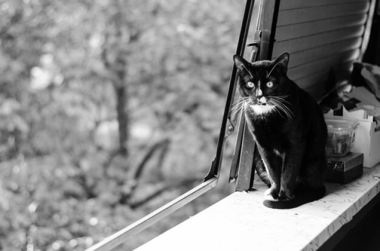 Kucing Hitam dan Permata Hilang