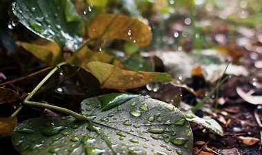 Rahasia Hujan di Atas Daun