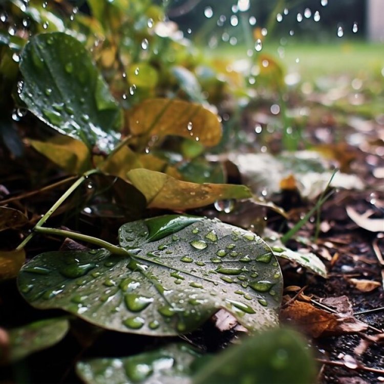 Rahasia Hujan di Atas Daun