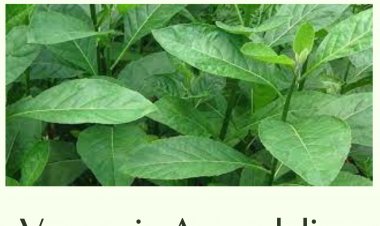 Kesehatan : Manfaat Daun Afrika (Vernonia Amygdalina)