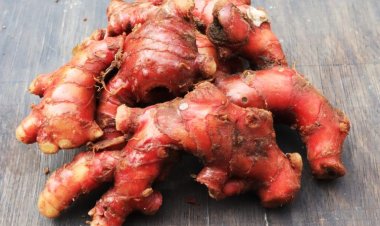 Jahe Merah: Rahasia Kekuatan Alam untuk Meningkatkan Kekebalan Tubuh Anda