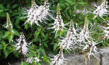 Manfaat Ajaib Kumis Kucing: Tanaman Herbal untuk Kesehatan Anda