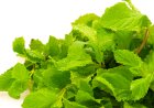 Daun Mint: Aromatik dan Penuh Manfaat untuk Kesehatan