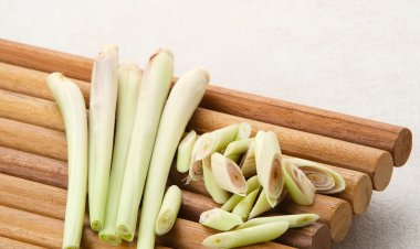 Serai (Cymbopogon citratus): Ramuan Ajaib dengan Manfaat Kesehatan Luar Biasa