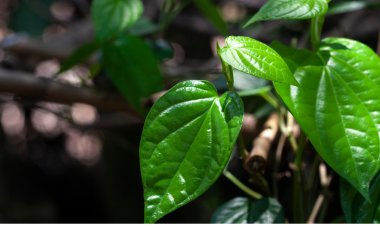 Manfaat Ramuan Daun Sirih: Keajaiban Alam untuk Kesehatan