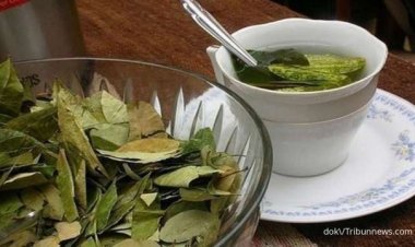 Manfaat Daun Salam untuk Menurunkan Gula Darah: Keajaiban Alami dari Dapur