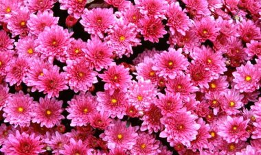 Bunga yang Berkisah dalam Dedaunan