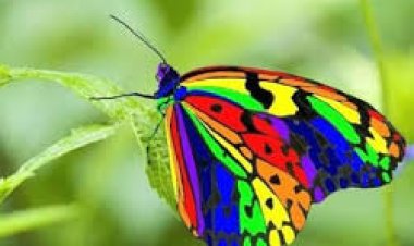 Petualangan Si Kupu-Kupu Pelangi