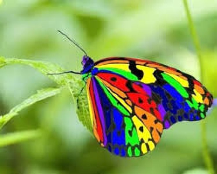 Petualangan Si Kupu-Kupu Pelangi