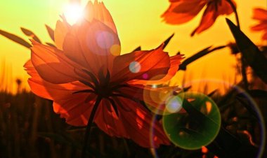 Bunga yang Berbisik di Taman Senja