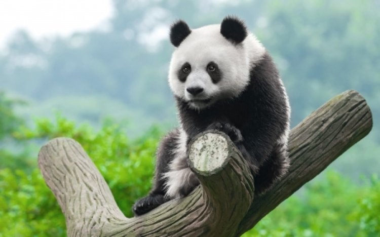 Si Panda Pemalu yang Menjadi Pemberani