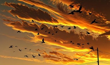 Burung-Burung dan Rahasia Angkasa