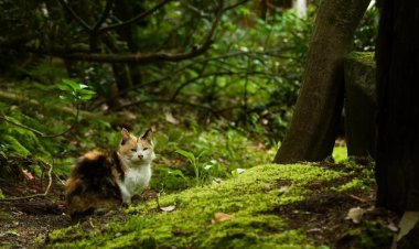 Petualangan Kucing Kecil di Hutan Ajaib