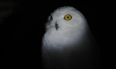 Burung Hantu yang Takut Gelap