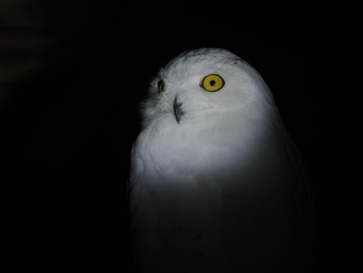 Burung Hantu yang Takut Gelap