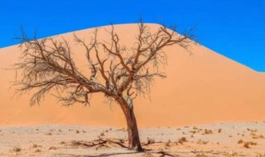 Hati Laksana Tanah: Kering dan Gersang Tanpa Zikir