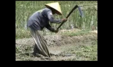 Teungku Sayu: Dari Cangkul Hingga Pena Jurnal yang Menginspirasi