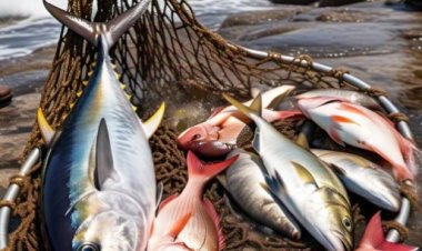 "Kalau Pandai Menjala Ikan, Bilangkan Pukat dengan Benangnya":  Seni Menyampaikan Ilmu